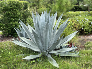 Agave Plant