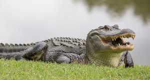 Alligator