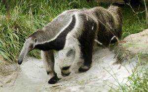Anteater