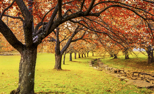 Autumn