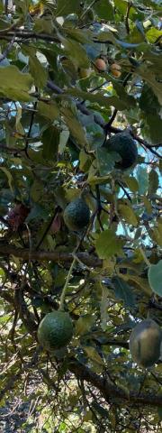 Avocado