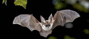 Bat