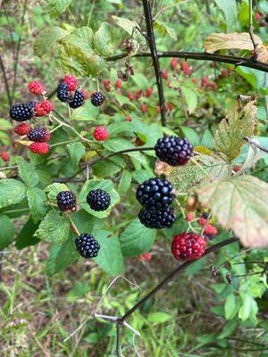 Berry