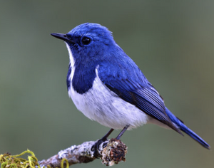 Bird
