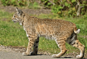 Bobcat