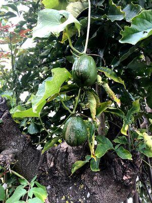 Chayote