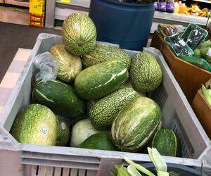Fig Leaf Gourd (Chilacayote)