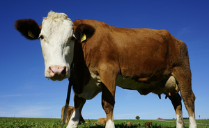 Cow