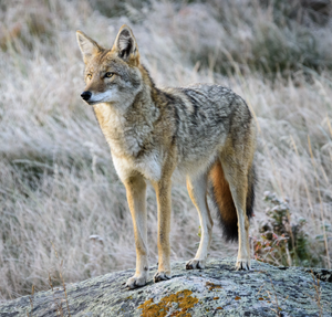 Coyote