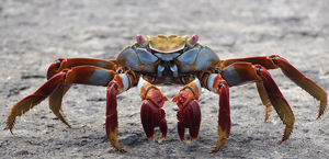 Crab