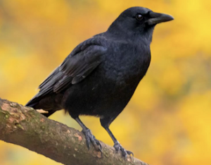 Crow