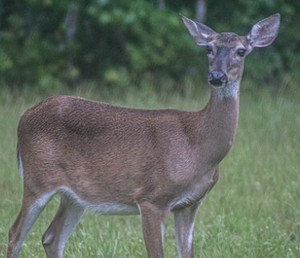 Deer