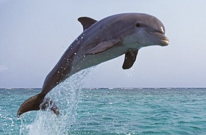 Dolphin