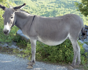 Donkey