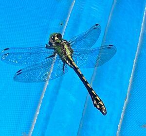 Dragonfly
