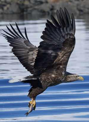 Eagle