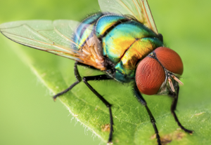 Fly
