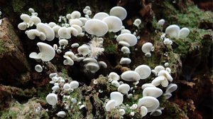 Fungus