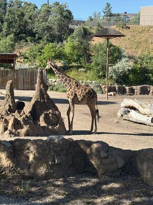 Giraffe