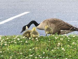 Goose