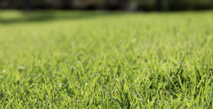 Grass