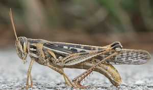 Grasshopper