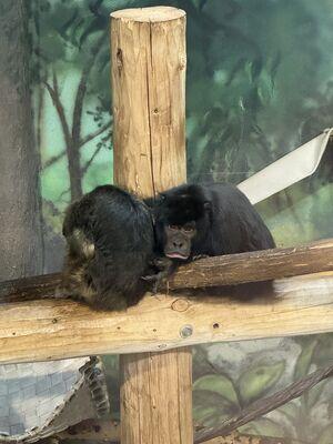 Howler Monkey