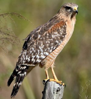 Hawk