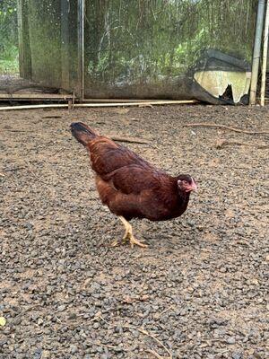 Hen