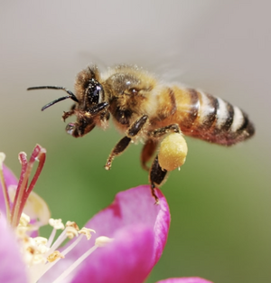 Honey Bee