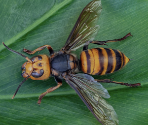 Hornet