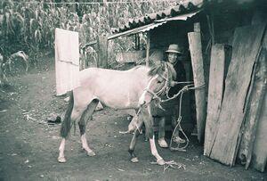 Horse