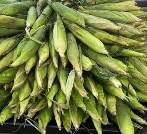 Maize