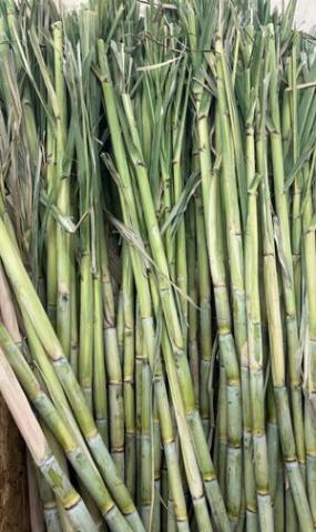 Sugar Cane