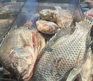 Fish (Food)