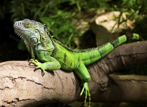 Iguana