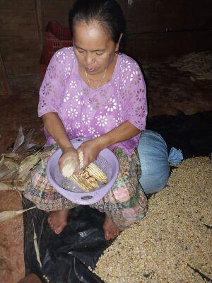 De-grain Maize