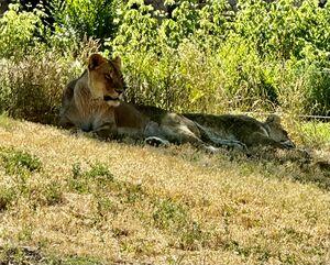 Lion