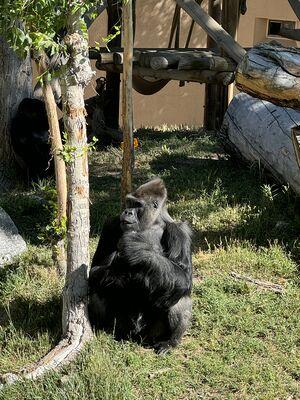 Gorilla