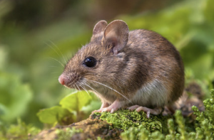 Mouse