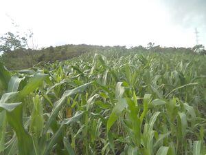 Cornfield