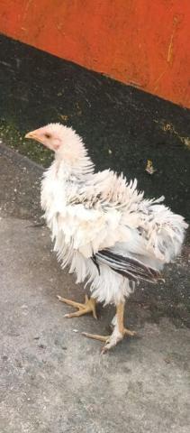Chicken (Generic term: Hen, Rooster)