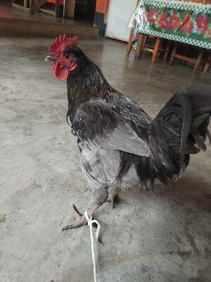 Rooster