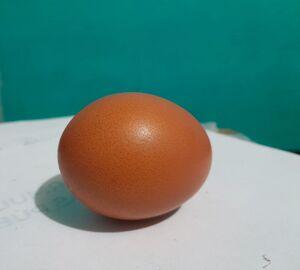 Egg