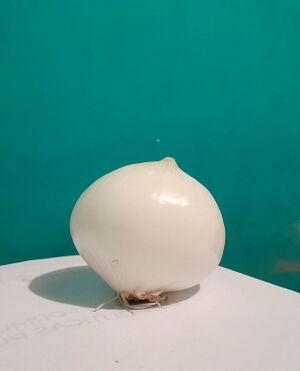 Onion