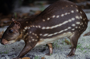 Paca
