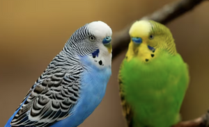 Parakeet