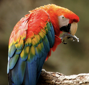 Parrot