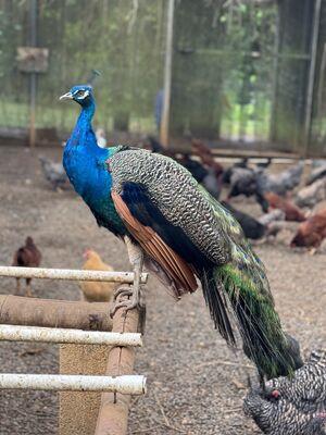 Peacock
