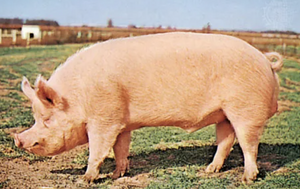 Pig